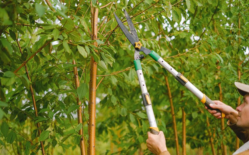 Tree trimming in Buck Creek, IN